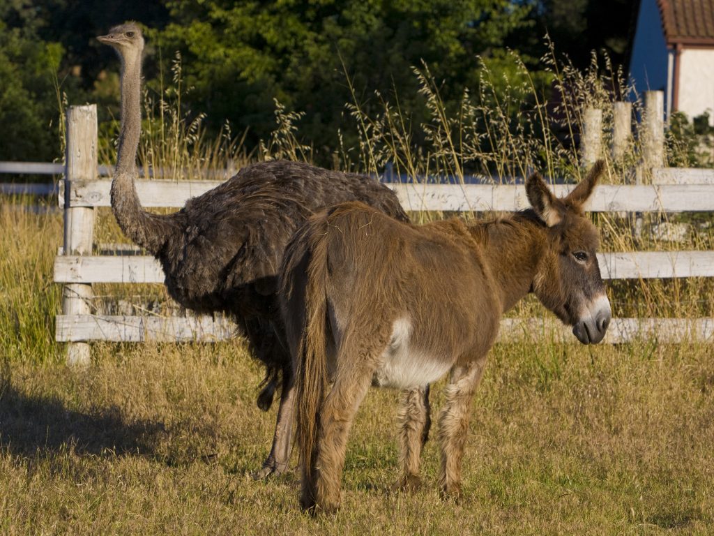 An emu and a donkey graze together in a neighborhood pasture in Healdsburg, Calif. A duo of the same species has reportedly “fallen in love” after living in close quarters in a South Carolina farm. An emu and a donkey graze together in a neighborhood pasture in Healdsburg, Calif. A duo of the same species has reportedly