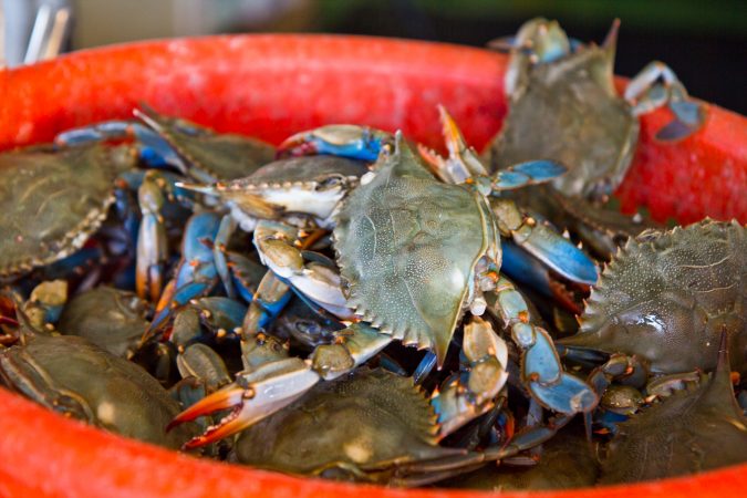 Crabs for sale at Anastasi seafood in the Italian Market. (Kimberly Paynter/WHYY)