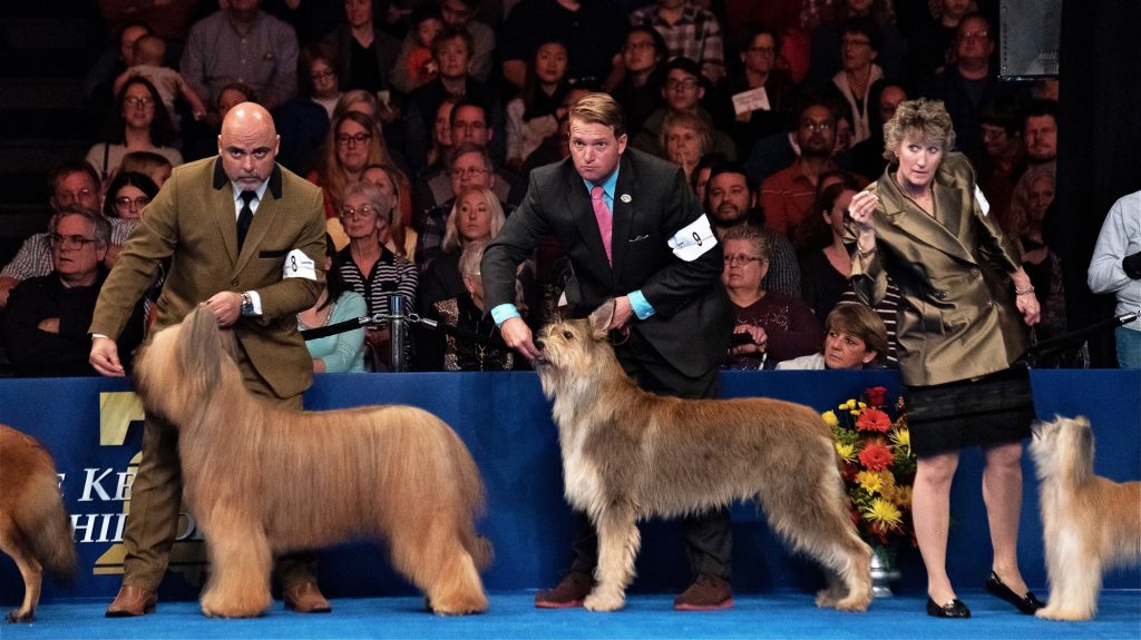 20181117_WHYY_National Dog Show_402 Handlers listen intently during the herding group competition at the National Dog Show in Oaks, Pennsylvania, on Nov. 17, 2018. (Kriston Jae Bethel for WHYY)
