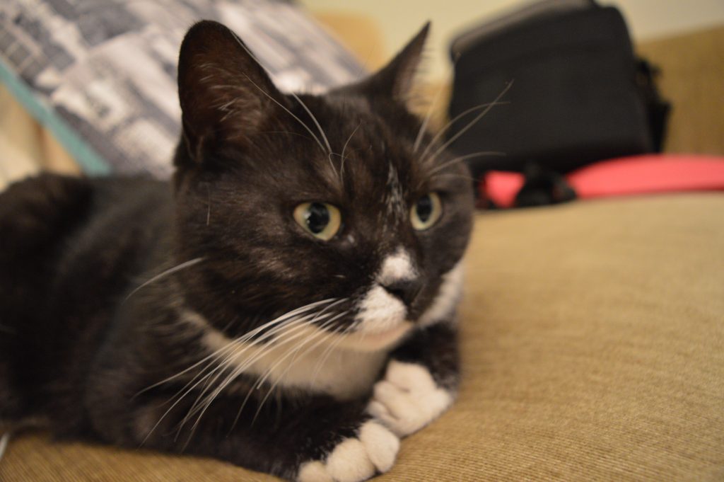 DSC_0277 The author's cat, Ahab — who once left the disembodied heart and beak of a sparrow buried under her owners' laundry. (Liz Tung/WHYY)