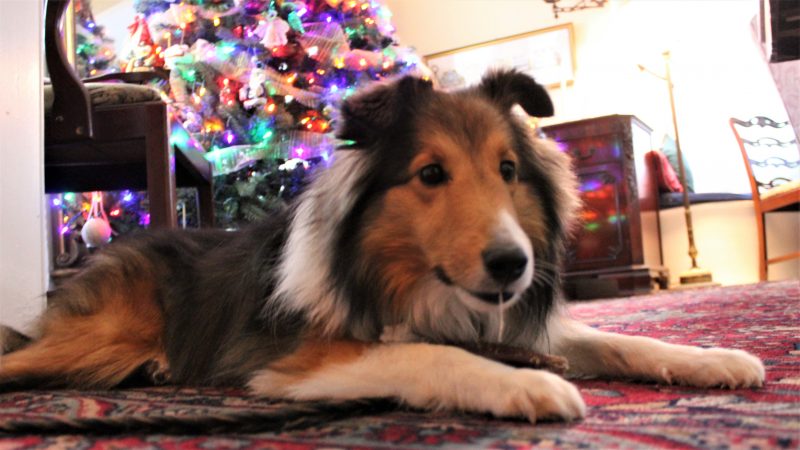 Ginger is always ready to greet guests at the Twin Gables.  (Bill Barlow/for WHYY)
