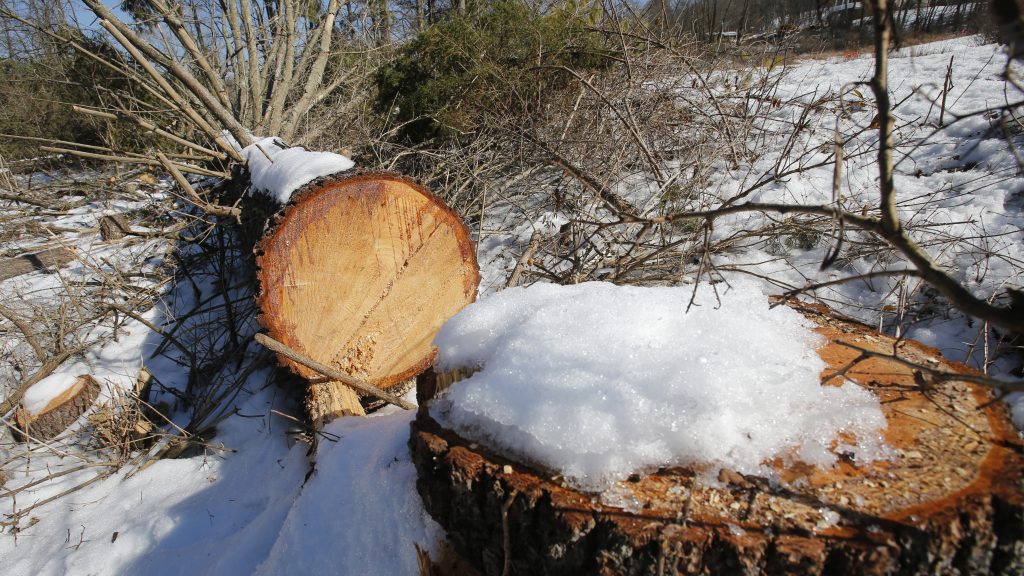Downed trees mark the route of the Atlantic Coast Pipeline in Deerfield, Va., in February. A federal appeals court has blocked development of portions of the pipeline. Downed trees mark the route of the Atlantic Coast Pipeline in Deerfield, Va., in February. A federal appeals court has blocked development of portions of the pipeline. (Steve Helber/AP)