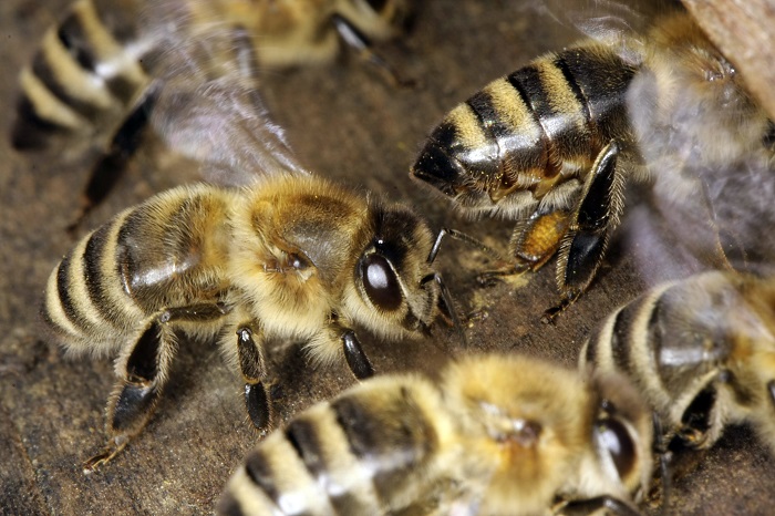 Honey bees at the entrance of a beehive. The bees fetch fresh air into the beehive. Thuringia, Germany, Europe Date: April 22, 2018 | usage worldwide Photo by: Klaus Nowottnick/picture-alliance/dpa/AP Images