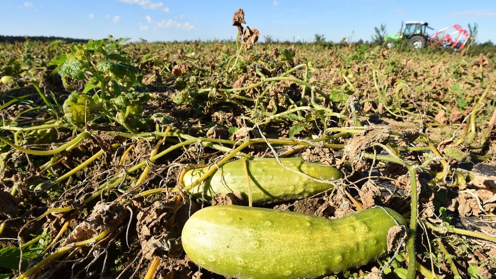 Every summer, downy mildew spreads from Florida northward, adapting to nearly every defense pickle growers have in their arsenals and destroying their crops. Every summer, downy mildew spreads from Florida northward, adapting to nearly every defense pickle growers have in their arsenals and destroying their crops. (Bernd Settnik/Picture Alliance via Getty Images)
