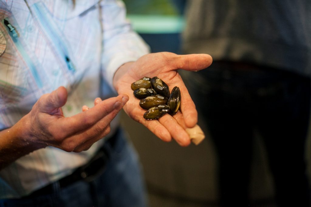 2018-04-25-b-larrison-pwd-partnership-for-the-delaware-estuary-philadelphia-waterworks-schuylkill-river-mussel-hatchery-14 A group of year old mussels that were grown in the team's lab inside the Philadelphia Water Works Mussel Hatchery. (Brad Larrison for WHYY)
