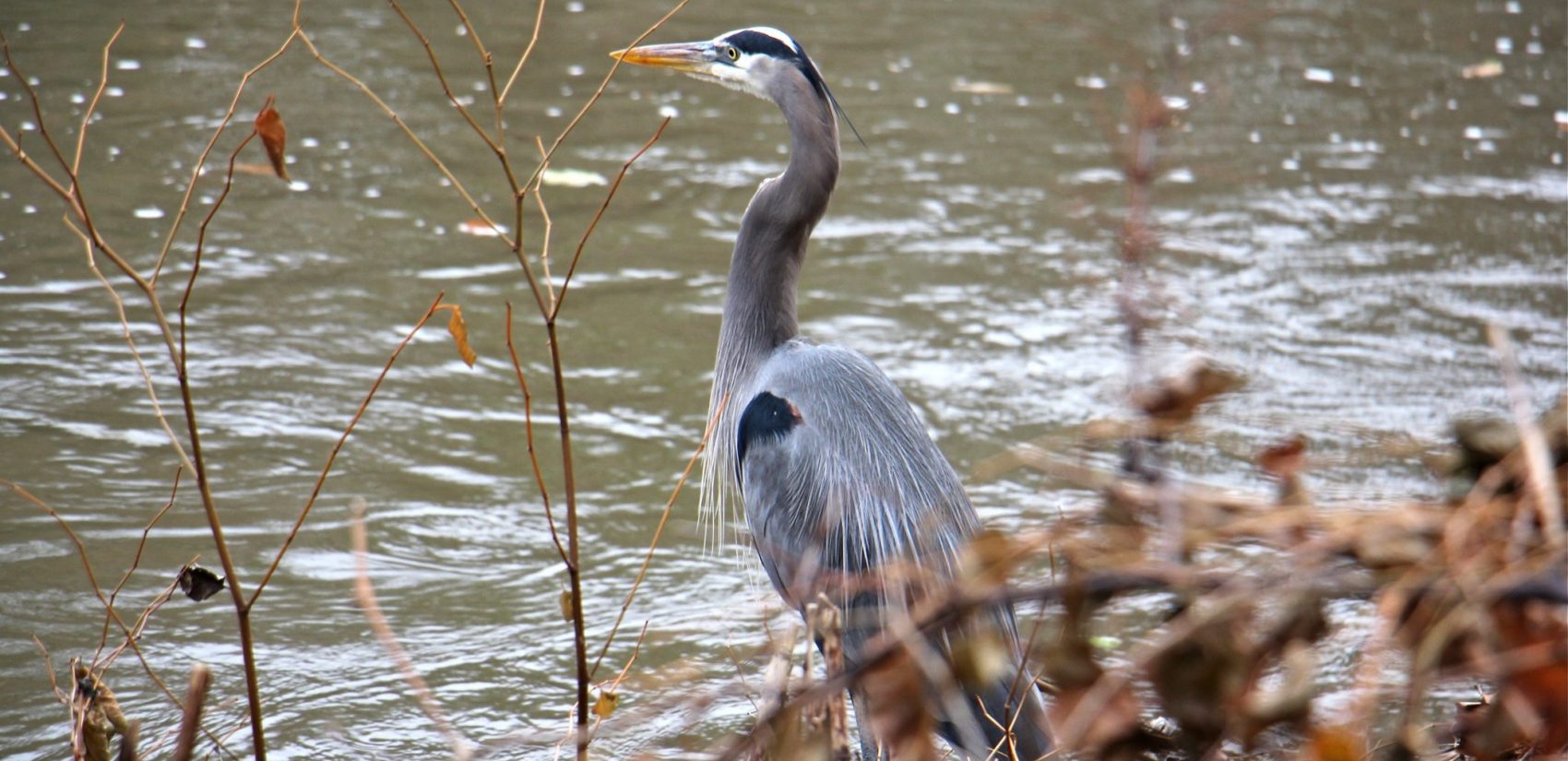 A great blue heron hunts on the banks of the Brandywine Creek in Wilmington. (Emma Lee/WHYY)