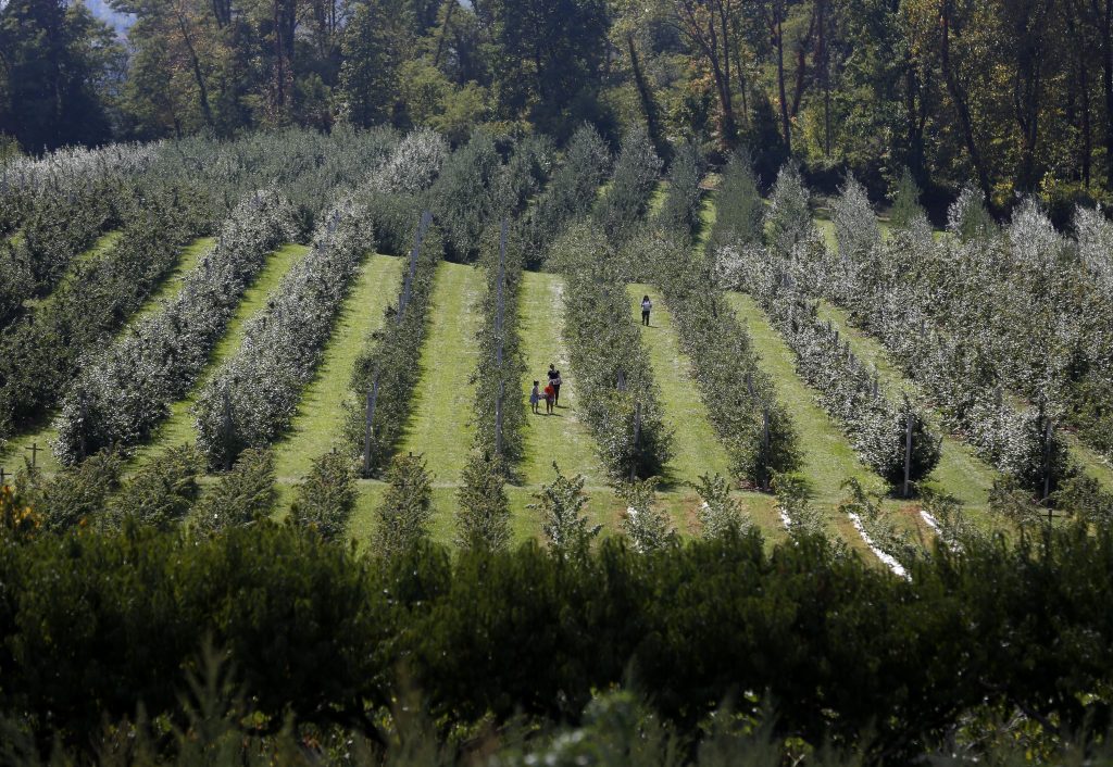 New Jersey Daily Life People walking in an orchard