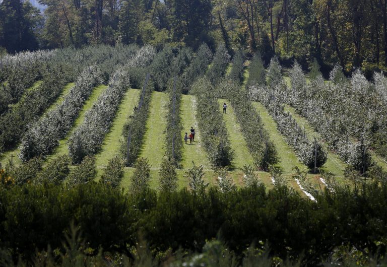 People walking in an orchard