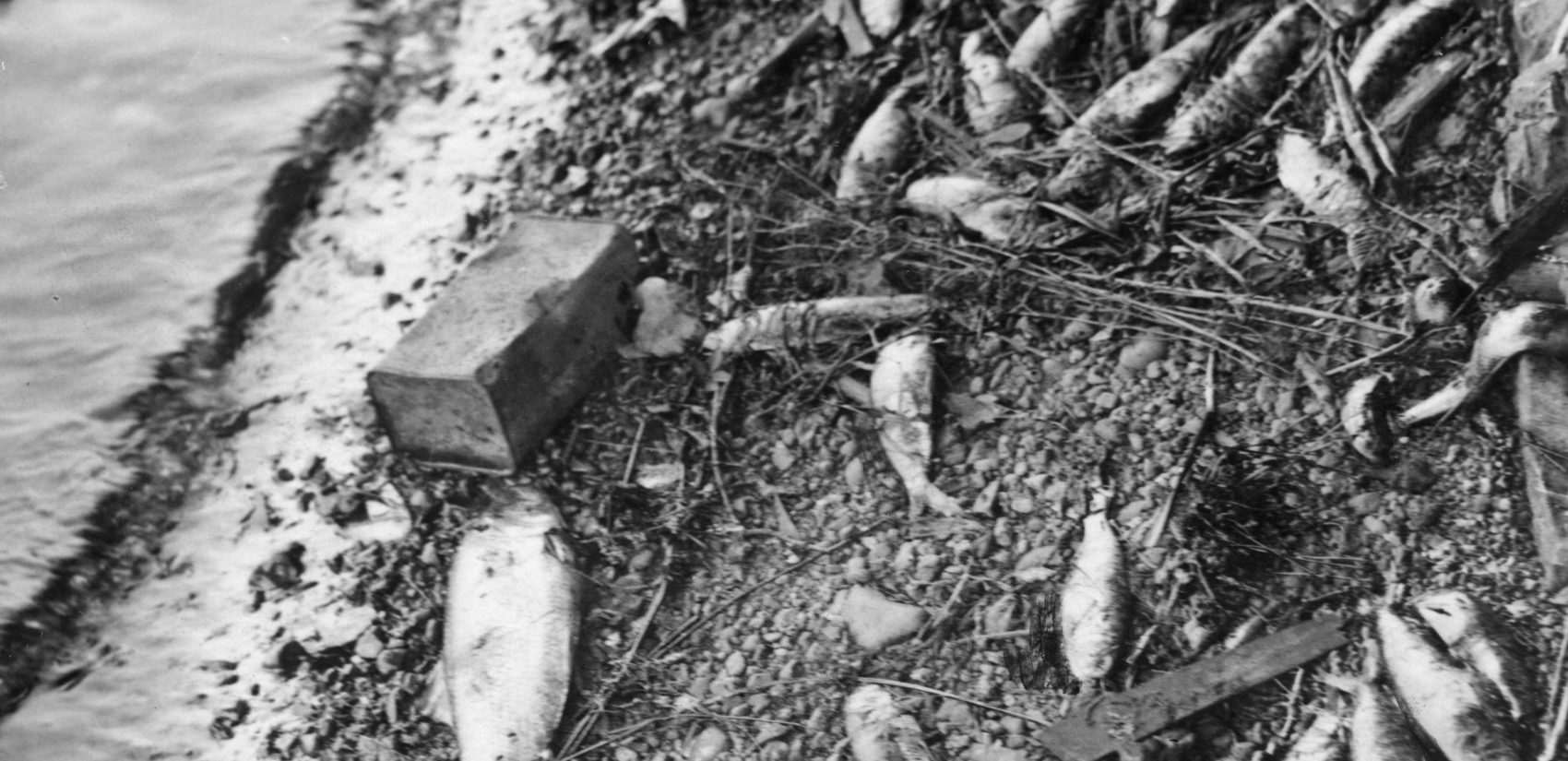 In June 1929, hundreds of herring washed ashore at the Biddle estate at Torresdale. The largest fish, near the can, is a four-pound shad, a rarity in the river at that time. The fish died after being exposed to a toxic oil spill from a tanker on the Delaware. The fish decayed in the hot sun, and the smell forced people from their homes. (Temple Archives)
