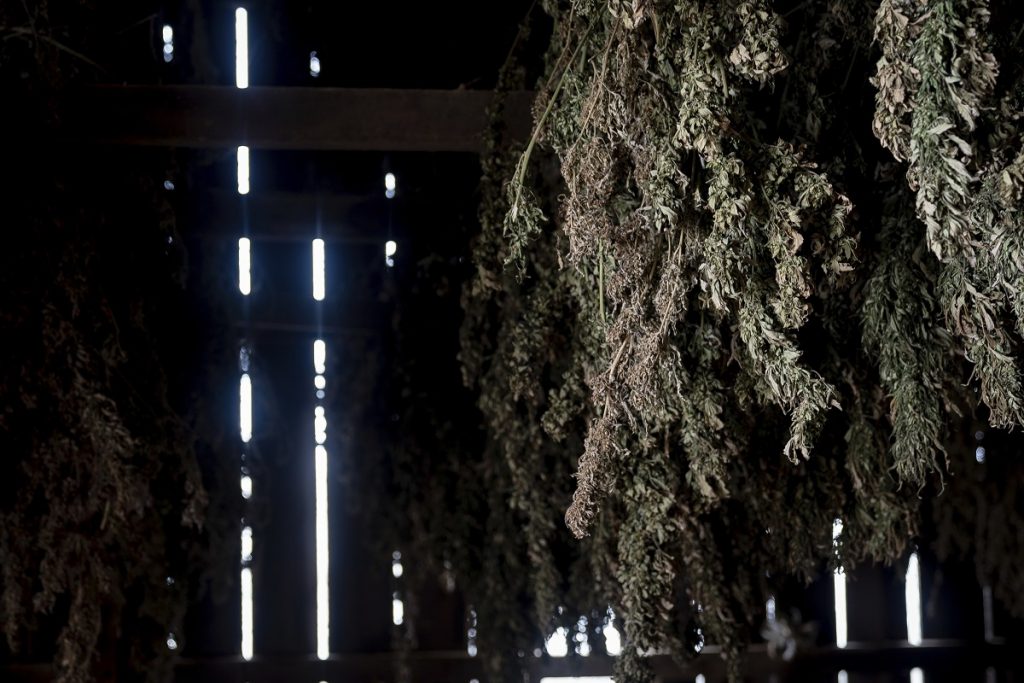 Hemp Kentucky Hemp plants hang to dry in a barn at Ananda Hemp in Cynthiana, Ky., Thursday, Jan 24, 2019. (Bryan Woolston/AP Photo)