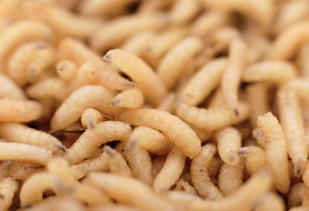 maggots_lede_photo_bigstock_2100 Doctors are trained to remove maggots from patients' wounds, but could it be that maggots are actually there to help? (Tsekhmister/Bigstock)