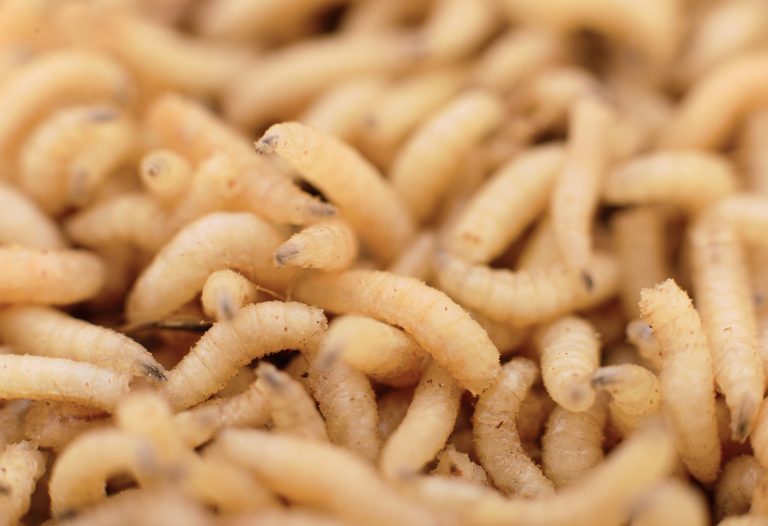 Doctors are trained to remove maggots from patients' wounds, but could it be that maggots are actually there to help? (Tsekhmister/Bigstock)