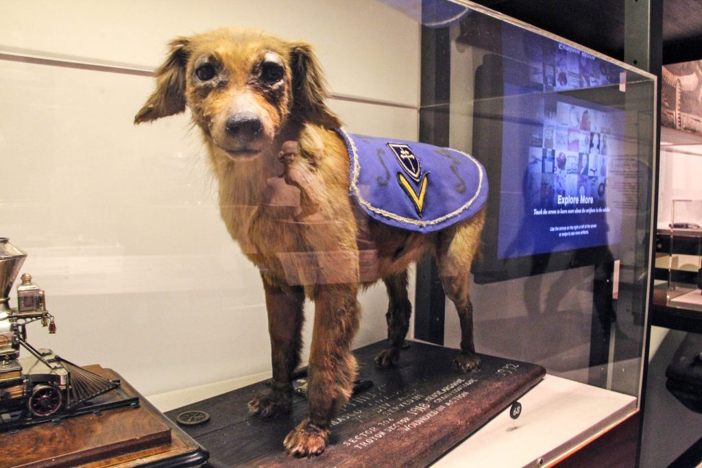 A taxidermied dog