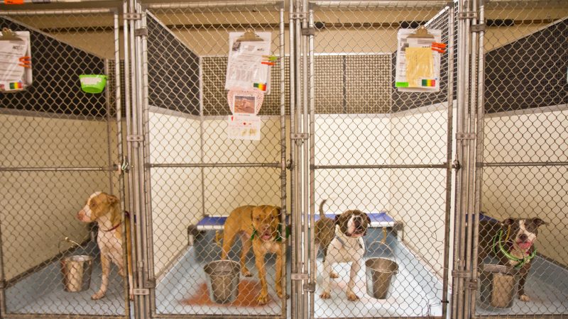ACCT Philly’s kennels are full, so the agency has waived its adoption fees for 60 large dogs. (Kimberly Paynter/WHYY)