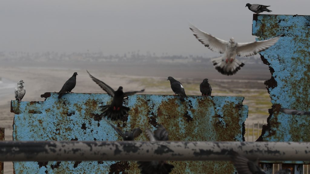 Birds fly and land on the U.S. border wall, seen from Tijuana, Mexico. Lawmakers in Washington are still finalizing a border security funding deal with more resources for physical barriers. Birds fly and land on the U.S. border wall, seen from Tijuana, Mexico. Lawmakers in Washington are still finalizing a border security funding deal with more resources for physical barriers. (Rebecca Blackwell/AP)