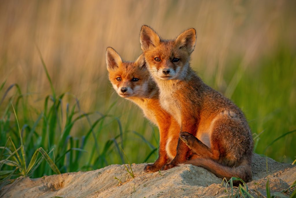 Red Fox Cubs At Sunset Curiously Looking In Camera. Red foxes prey on piping plovers, an endangered bird species, and can be hunted and trapped during specific times. The New Jersey Department of Environmental Protection traps and kills the foxes to protect the plovers. (Big Stock photo)