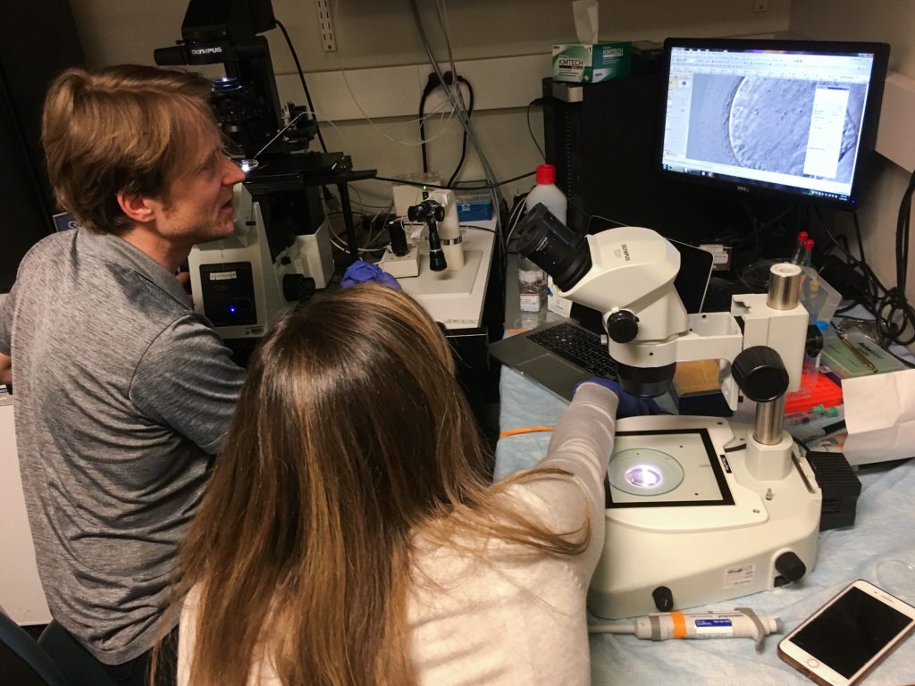 Dieter Egli, a developmental biologist at Columbia University, and Katherine Palmerola examine a newly fertilized egg injected with a CRISPR editing tool. Dieter Egli, a developmental biologist at Columbia University, and Katherine Palmerola examine a newly fertilized egg injected with a CRISPR editing tool. (Rob Stein/NPR)