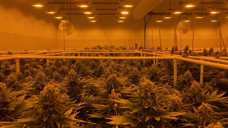 Sira Naturals marijuana growing facility in Milford, Mass. (Aaron Schachter/WGBH)