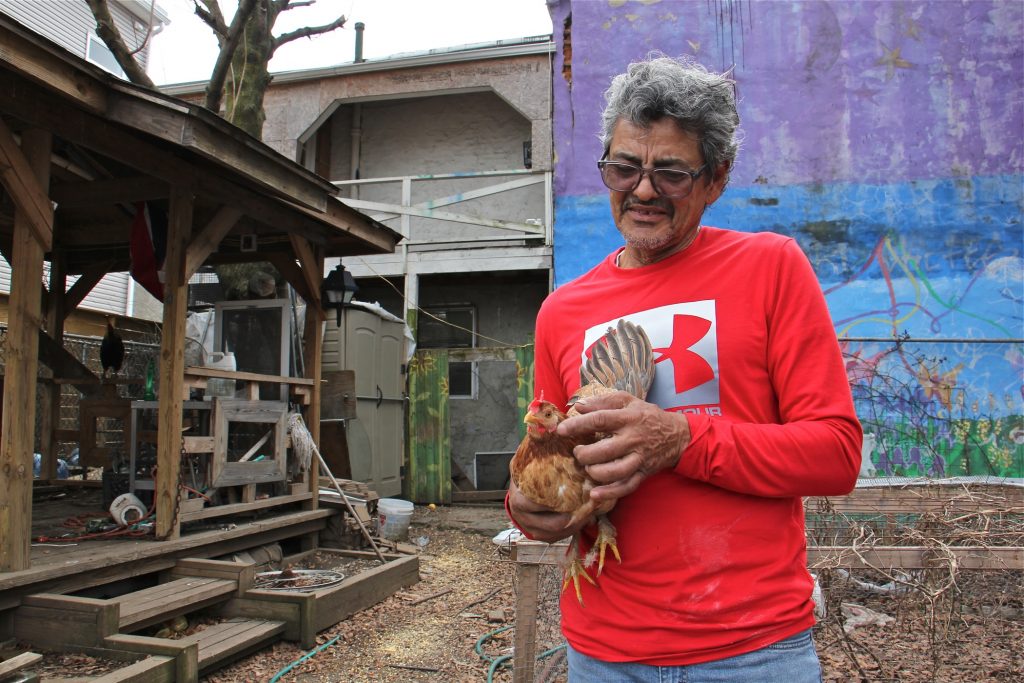 2019 03 15-e lee-luis martinez-philadelphia kensington-backyard chickens Luis Martinez holds a chicken that he has been nursing in a community garden in Kensington. (Emma Lee/WHYY)