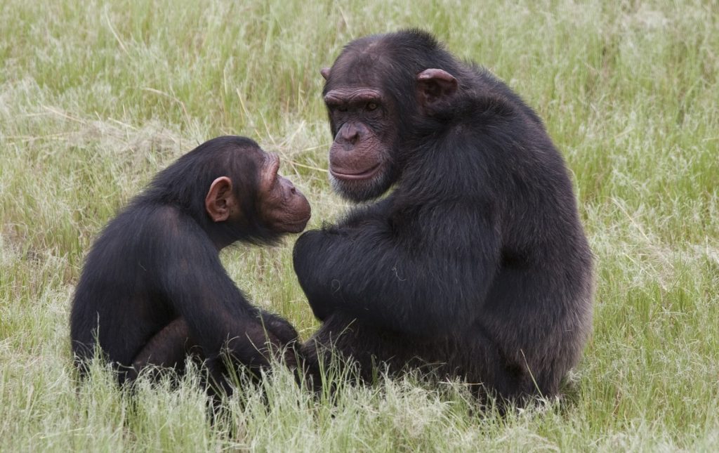South Africa-Chimp Attack (AP Photo/Erin Conway-Smith)