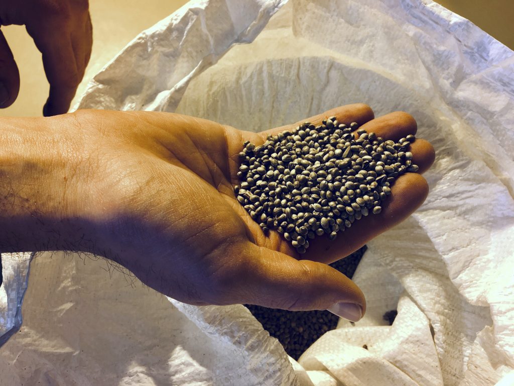 Majoring in Marijuana In this Feb. 14, 2019 photo, Jennifer Gilbert Jenkins, assistant professor at the State University of New York Morrisville displays some cannabis seeds at the university in Morrisville, N.Y. In upstate New York, the state college in Morrisville is launching a cannabis studies minor in the horticulture department. (Mary Esch/AP Photo)