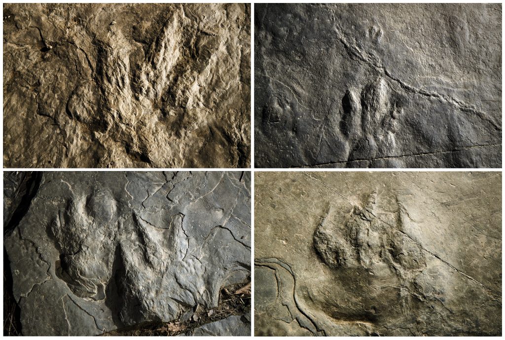 Dinosaur Tracks-Valley Forge This Feb. 28, 2019, photo combination shows trace fossils on paving stones at the Valley Forge National Historical Park in Valley Forge, Pa. A volunteer at the park outside Philadelphia recently discovered dozens of fossilized footprints on flat rocks installed to pave a section of hiking trail. (Matt Rourke/AP Photo)