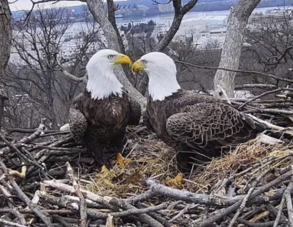 Eaglemania This March 4, 2019, image from video provided by Earth Conservation Corps Eagle Cam, shows Bald Eagles Liberty and Justice on their nest in Washington. (Earth Conservation Corps via AP)
