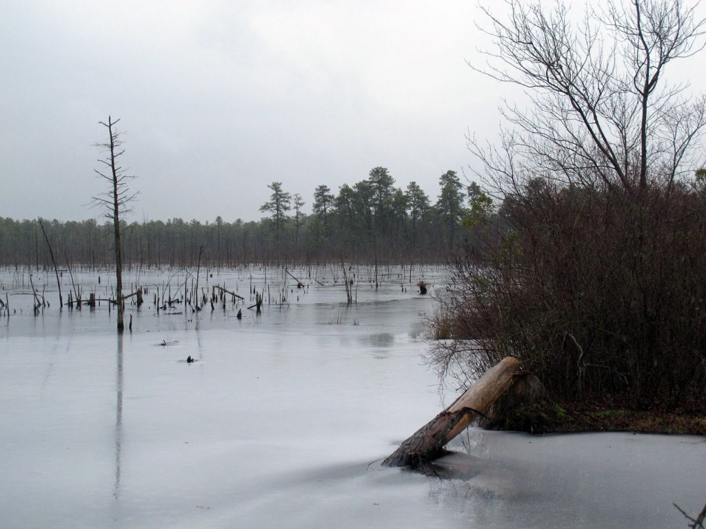 NJ Hazardous Chemicals Cleanup This Jan. 6, 2014 photo shows a section of the Pinelands region in Lakehurst N.J. On March 25, 2019, the New Jersey Department of Environmental Protection ordered five companies that make chemicals used to stain-proof clothing and make non-stick cookware to fund a plan to clean up contamination of the state's environment, including waterways, that have been tainted by the presence of the chemicals. (AP Photo/Wayne Parry)