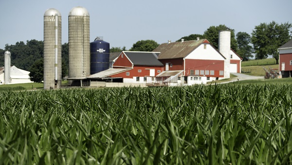A field of corn is seen on a farm, Wednesday, July 11, 2018, Lancaster County, Pa. (Matt Slocum/AP Photo)