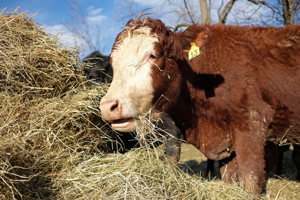 Meat Climate Change Cows graze in a field at Willow Run Farm in Fleetwood, Pennsylvania. Farmer Deanne Boyer uses forward-thinking farming techniques in raising her cattle in a way that she says is best for the animals, the land and the environment as a whole. (Matt Smith/ for WHYY)