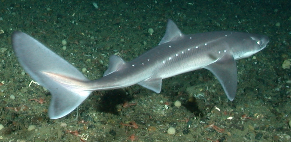 Spiny_dogfish A spiny dogfish. (NOAA image)