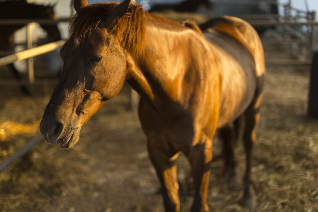 Hippotherapy To Health On Horseback. Portrait Of Nice Quarter Ho Portrait of a quarter horse. (Courtesy/Bigstock)