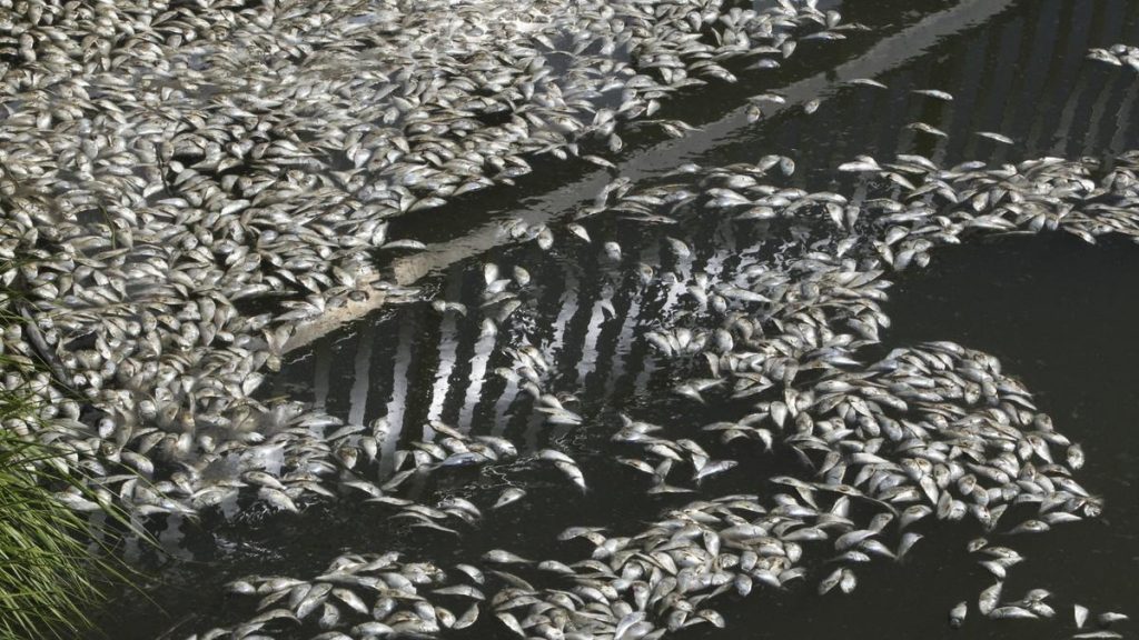 In this Tuesday, Aug. 23, 2016 photo, thousands of dead and decaying fish are washing ashore as they float up Waackaack Creek on the morning tide in Keansburg, N.J. State environmental officials say the scores of dead peanut bunker fish were likely chased into the Raritan Bay by other fish. Once there, they apparently were killed off by low levels of dissolved oxygen in the water. (Robert Sciarrino/NJ Advance Media via AP) (The Associated Press)(Robert Sciarrino/NJ Advance Media via AP)