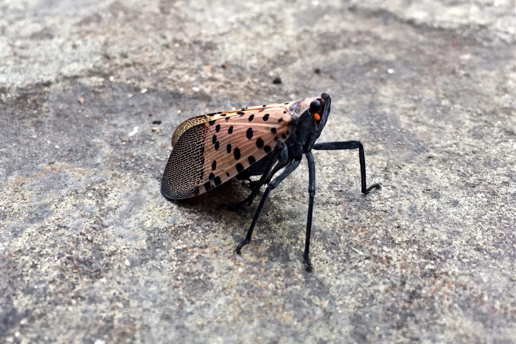 2018 08 20-e lee-allentown pa-spotted lanternfly A spotted lanternfly lands on tthe sidewalk in Allentown, Pa. (Emma Lee/WHYY)