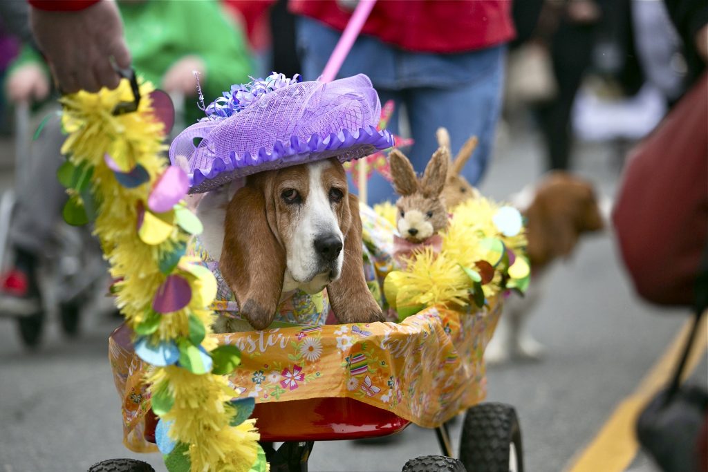 2019 04 13-m martinez-ocean city-basset hound olympics lead Thirteen-year-old Lily, in her Easter finery, makes her way down Asbury Avenue during the annual BoardWaddle in Ocean City on Saturday, April 13, 2019. Tri-State Basset Hound Rescue hosted the 21st BoardWaddle as part of the Ocean City Doo Dah Parade. (Miguel Martinez for WHYY)