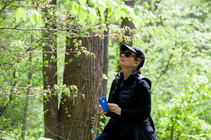 Vera Neumann-Sach of Bio Philly looks at plant species in the Wissahickon Valley Park during the City Nature Challenge Sunday. (Brad Larrison for WHYY)