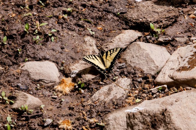 A swallowtail butterfly is seen near the banks of the Wissahickon Creek Sunday during the City Nature Challenge. (Brad Larrison for WHYY)