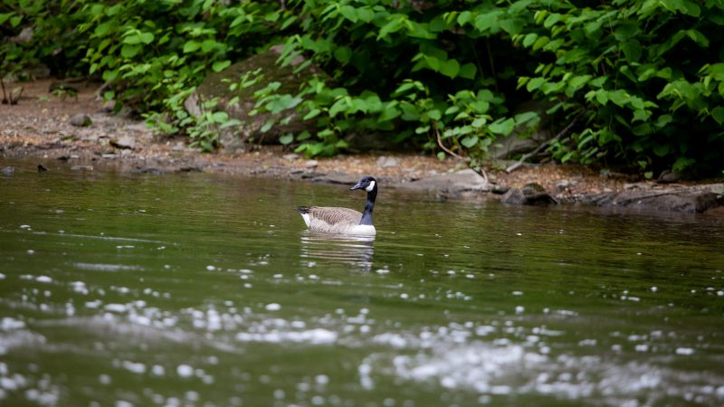 File photo: A Canada goose is pictured in the Wissahickon Creek. (Brad Larrison for WHYY)