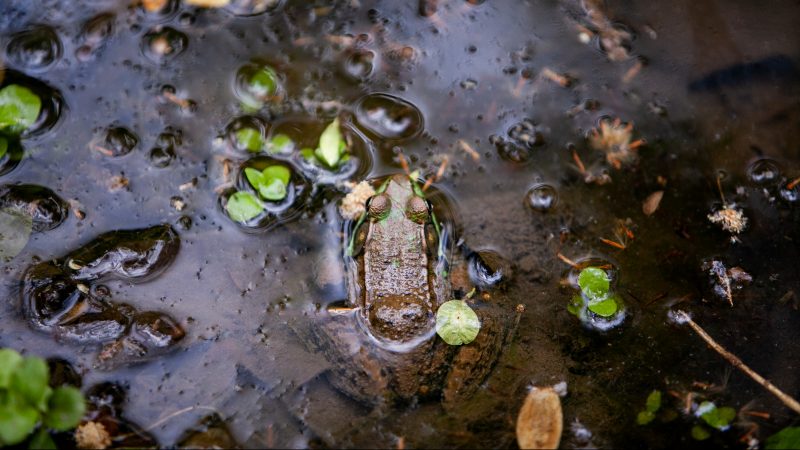 A green frog is seen in a small pond in Wissahickon Valley Park during the City Nature Challenge Sunday. (Brad Larrison for WHYY)