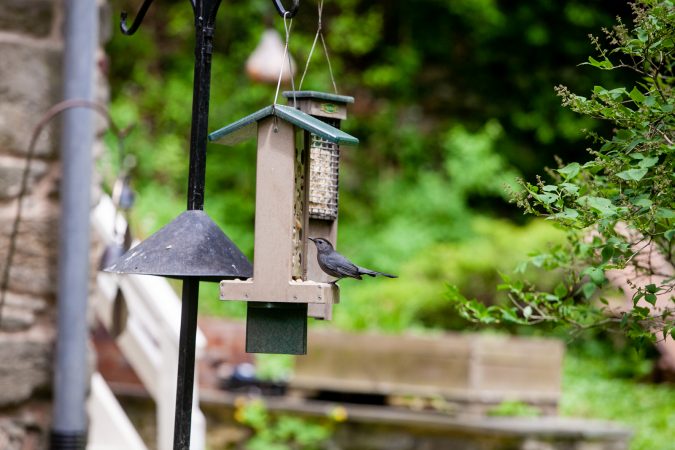 A catbird eats from a feeder near the Wissahickon Creek Sunday during the City Nature Challenge. (Brad Larrison for WHYY)