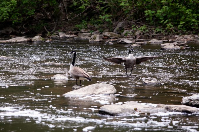 Geese in a creek in the Wissahickon