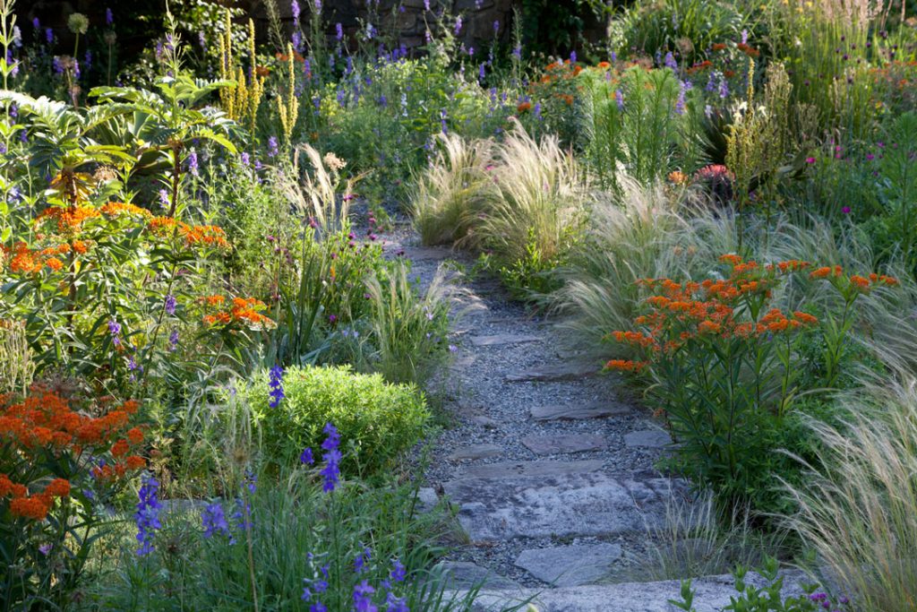 6_22k Asclepias tuberosa, Consolida ajacis (syn. Delphinum ajacis) and fine textured Nassella tenuissima make a vibrant combination in the Gravel Garden at Chanticleer.
(Photo credit, Lisa Roper)