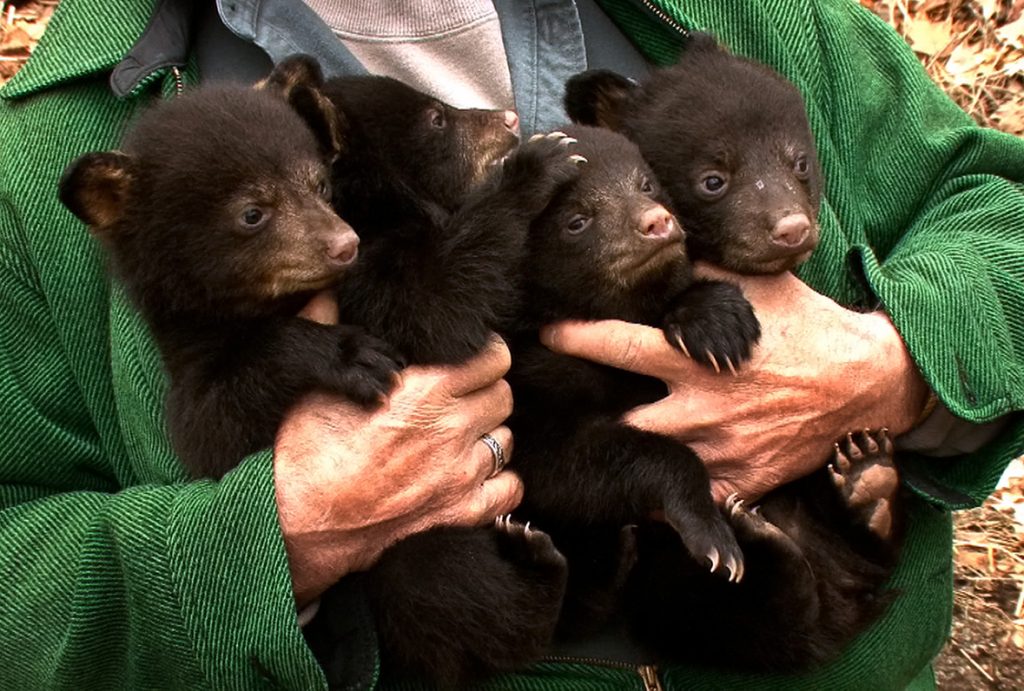 Bear Sightings DEP volunteer Ernie Meshack, Stanhope, holds four of the black bear cubs that were removed from a den in Vernon Township, N.J. on March 22, 2011. (Thomas P. Costello/The Asbury Park Press/AP Photo)