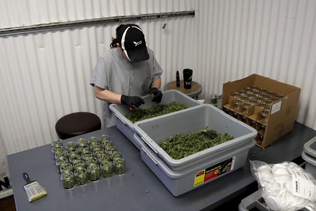 Marijuana New Jersey In this Friday, March 22, 2019 photo, Paige Dellafave-DeRosa, a processing supervisor at Compassionate Care Foundation's medical marijuana dispensary in Egg Harbor Township, N.J., sorts marijuana buds. (Julio Cortez/AP Photo)