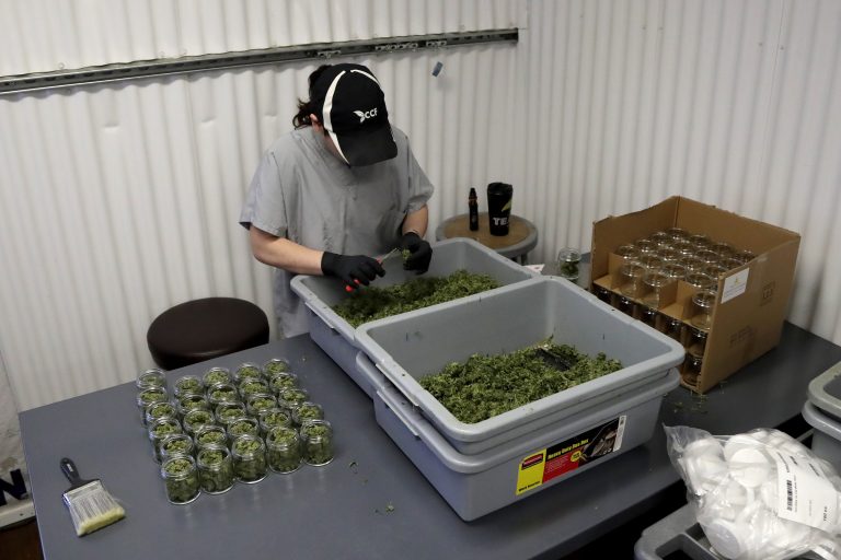 In this Friday, March 22, 2019 photo, Paige Dellafave-DeRosa, a processing supervisor at Compassionate Care Foundation's medical marijuana dispensary in Egg Harbor Township, N.J., sorts marijuana buds. (Julio Cortez/AP Photo)