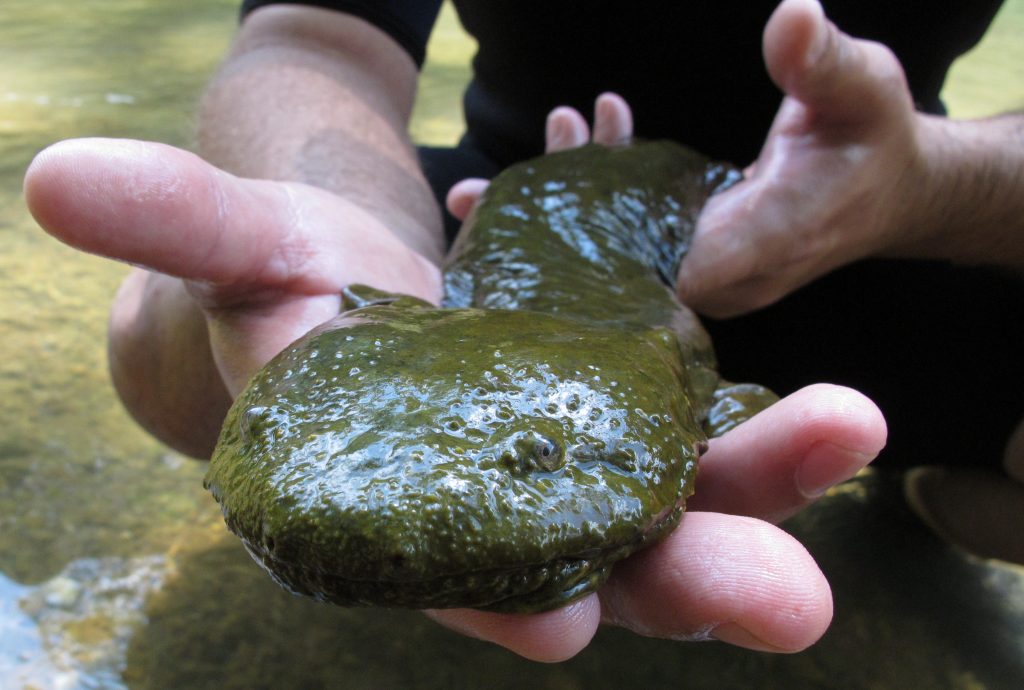 AP_901172497429 a hellbender
