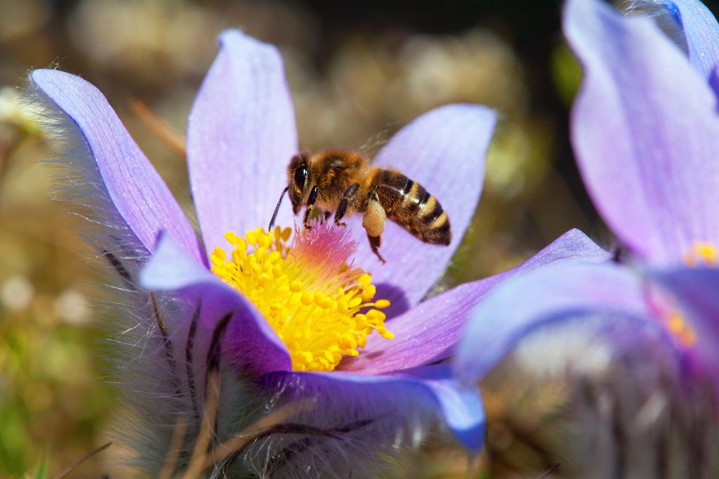 Flying Bee Or Honeybee In Latin Apis Mellifera European Or Weste (Daniel Prudek/BigStock)