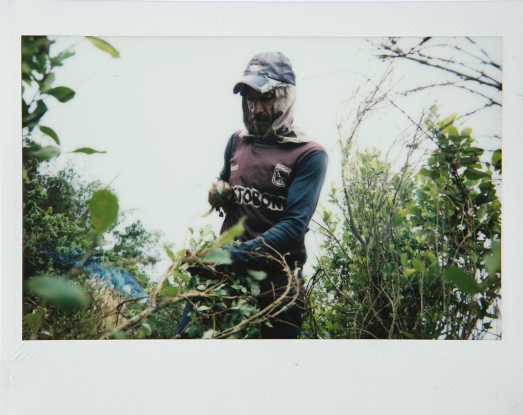 Ariel Ramos, 50, is tearing out coca leaves to be processed into coca paste, a substance that can be smoked or used for making cocaine powder. “I don’t need to move to sell coca paste, the buyers come to me. It is easier than planting anything else.” Ariel Ramos, 50, is tearing out coca leaves to be processed into coca paste, a substance that can be smoked or used for making cocaine powder.