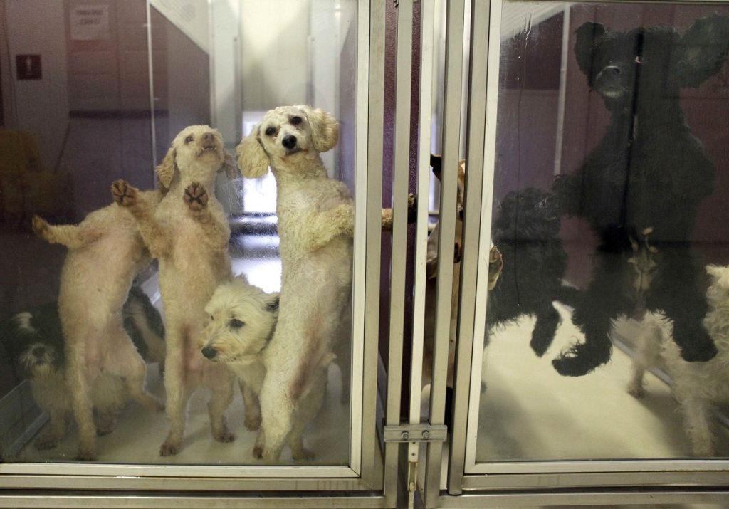 Puppy Mill Pushback Dogs waiting for adoption leap and lean against the clear doors of their kennels