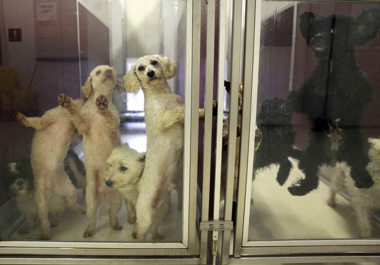 Dogs waiting for adoption leap and lean against the clear doors of their kennels